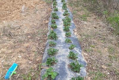 Casă cu 2 camere cu Teren 5 Mp în Zegujani - 2