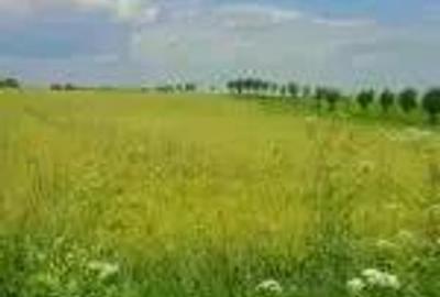 Teren de 3300 mp, în Urleta - 1