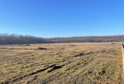 Pipera -Padurea Baneasa 5000m -C.U. Pipera -Padurea Baneasa 5000m -C.U. - 8