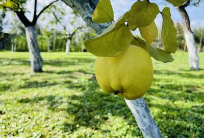 Casă cu 3 camere cu Teren 1994 Mp în Central - 12