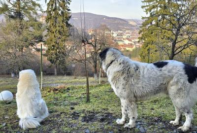Casă cu 4 camere în Angofa - 2