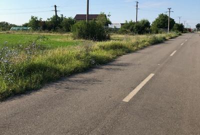 Teren Periș, Ilfov, Padurea Scrovistea - 6