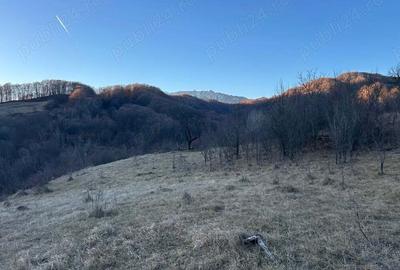Teren de 4000 mp, în Gurguiata - 4