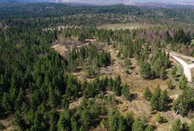 Teren intravilan 3,584mp Calatele Padure - 8