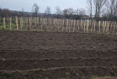 Casă cu 3 camere în Găvănești - 2