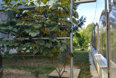 Vila P+M 224 mp cu anexe gospodaresti, pe teren 1017 mp GRUIU (Snagov), an finalizare 2004 - 7