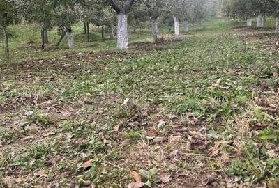 Casa cu teren de vanzare in comuna Botesti, judetul Arges - 10