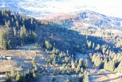 Teren de 31461 mp, în Panaci - 3