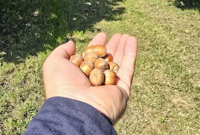 Teren de 10000 mp, în Dorobanți - 15