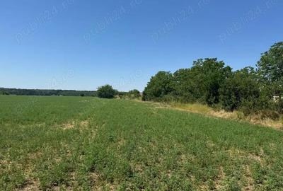 Teren de 1800 mp, în Piteasca - 3