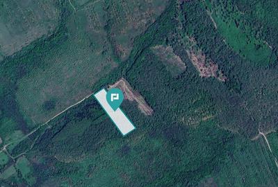 Pădure de foioase - Dorgoș, județul Arad - 1