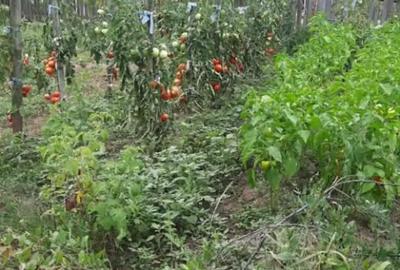 Casă cu 3 camere cu Teren 5000 Mp în Mozăceni - 2