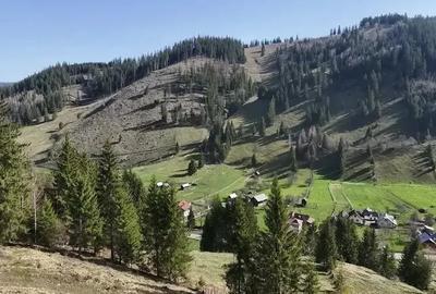 Teren de 32589 mp, în Pojorâta - 2