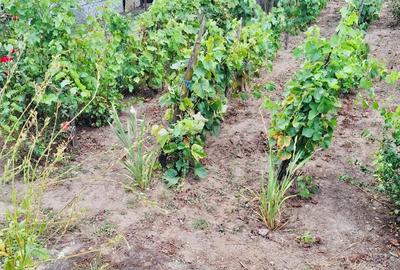 Casă cu 4 camere cu Teren 4338 Mp în Verguleasa - 2