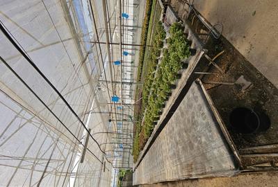 Inchiriez sera, solariu pentru productie flori sau legume - 6