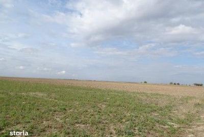 Teren de 5800 mp, în Scurtu Mare - 5