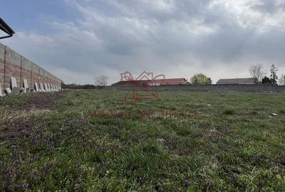 Teren Construcții intravilan de 2450 mp, în Bucovăț (Remetea Mare) - 2