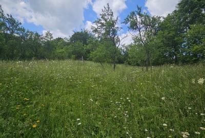 Teren agricol intravilan de 2300 mp, în Valea Doftanei - 5