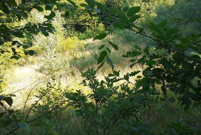 Teren Construcții intravilan de 700 mp, în Roșcani - 6