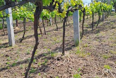 Casa cu teren la 2 km de centru. variante schimb - 3