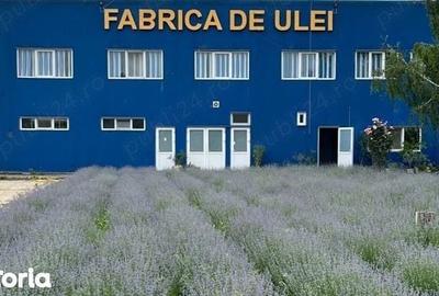 Spațiu comercial, de 2,500 mp, în Frătești - 4