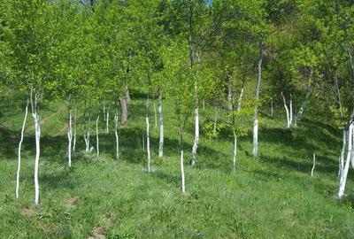 Teren de 9000 mp, în Pogara - 5