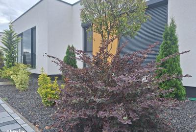 Casă cu 3 camere cu Teren 300 Mp în Ghiroda - 19