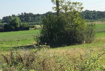 Teren Periș, Ilfov, Padurea Scrovistea - 7