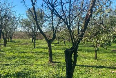 Casă cu 5 camere în Livada - 3