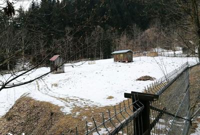 Teren de 3386 mp, în Borca - 4