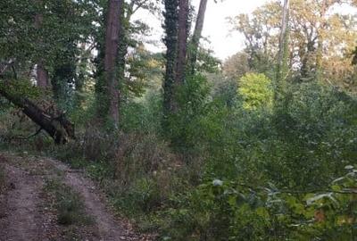 SUPER  OCAZIE TEREN 4000MP DE VANZARE IN SNAGOV CU DESCHIDERE LA LACUL SNAGOV - 7