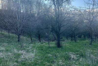 Teren de 2800 mp, în Văleni-Dâmbovița - 6