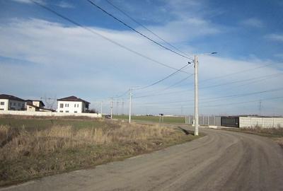 Domnesti-Narciselor - 4