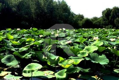 O Poveste de Vis pe Malul Lacului Snagov - 55