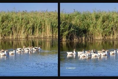 TL- Deltă / Sf. Gheorghe / intravilan - 1120 mp / 73500 € - 6