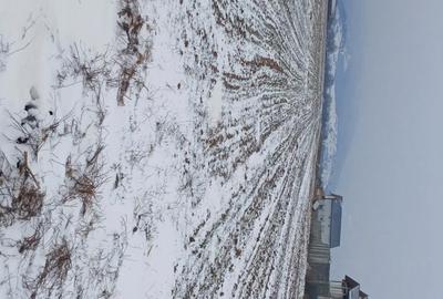 Teren de 5000 mp, în Cărpiniș - 9