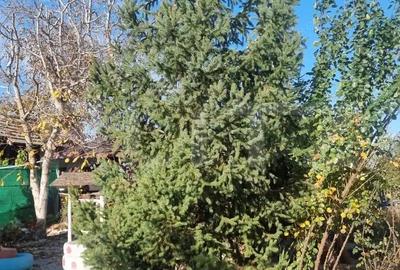 Casă cu Teren 1600 Mp în Cocorăștii Colț - 3