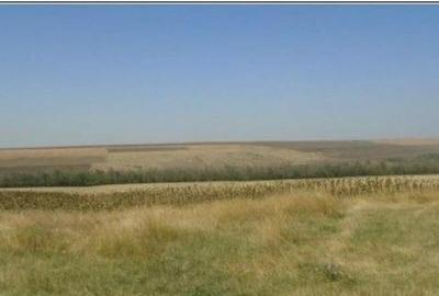 Teren de 6000 mp, în Vârlezi - 8