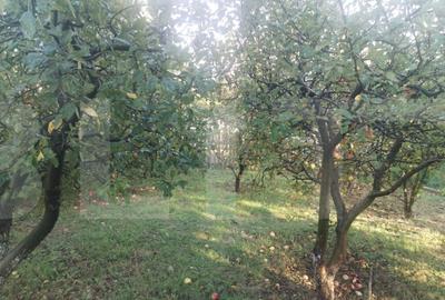 Casa tradi?ionala cu teren generos Brae?ti, Boto?a - 2