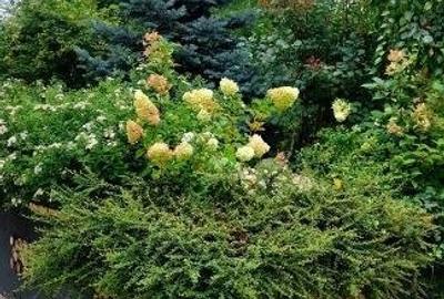 | Piata Presei Libere | Herastrau | Pajura |Parcului 20 By Cordia | - 10