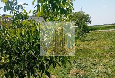 Teren agricol intravilan de 16000 mp, în Belinț - 17