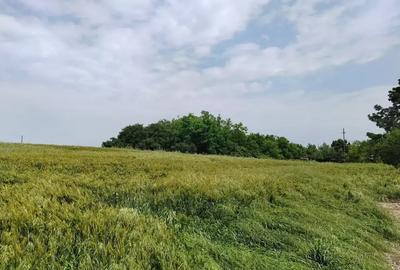 Teren Intravilan Tancabesti 3139mp I Utilitati I Snagov I Parcelabil - 3