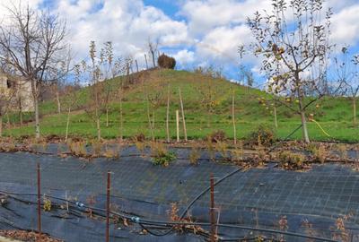 Teren de 1665 mp, în Făgetu - 7