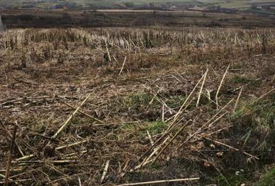 Teren intravilan, 5000mp, Siret - 2