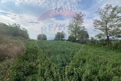 Teren Construcții intravilan de 3888 mp, în Gologanu - 3