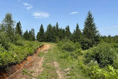 Teren de 1000 mp, în Beliș - 3