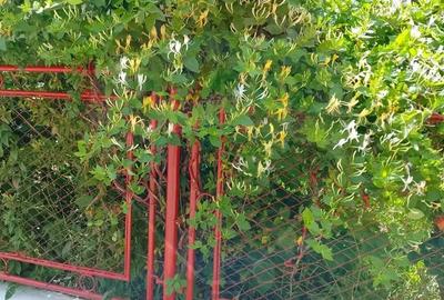 Casa langa Viscri de vanzare/schimb cu ap 2 cam Brasov Casa langa Viscri de vanzare/schimb cu ap 2 cam Brasov - 19