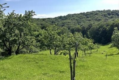 Teren de 5800 mp, în Schela - 1
