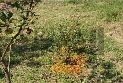 Spațiu comercial, în Șag - 6