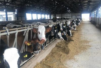 Teren de 3000000 mp, în Cornățelu - 10